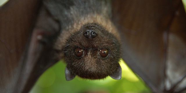 Love is blind... blind as a bat! Fallowfield nature walk set to open ...