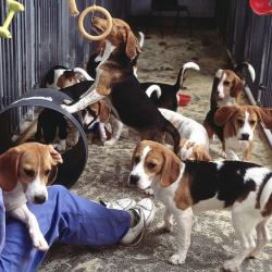 Hundreds of dogs shipped in via Manchester Airport for animal testing