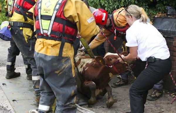 Moo-ve it! Exhausted cow rescued after being trapped up to neck in ...