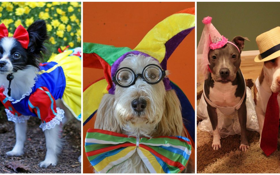 Dress Up Your Pet Day These pics will inspire you to fancy dress your