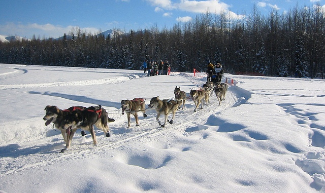 English-born musher leads Iditarod, world's most famous sled dog race, Iditarod