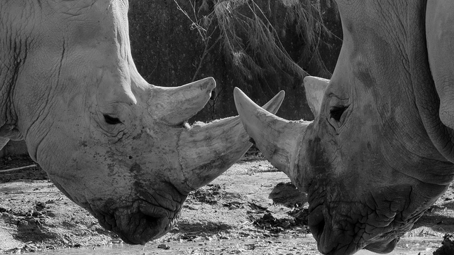 At It Like Animals! Manchester Researchers Discover What Makes Rhinos 