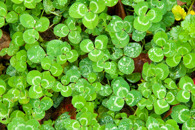 st-patrick-s-day-what-is-the-origin-of-the-luck-of-the-irish-phrase