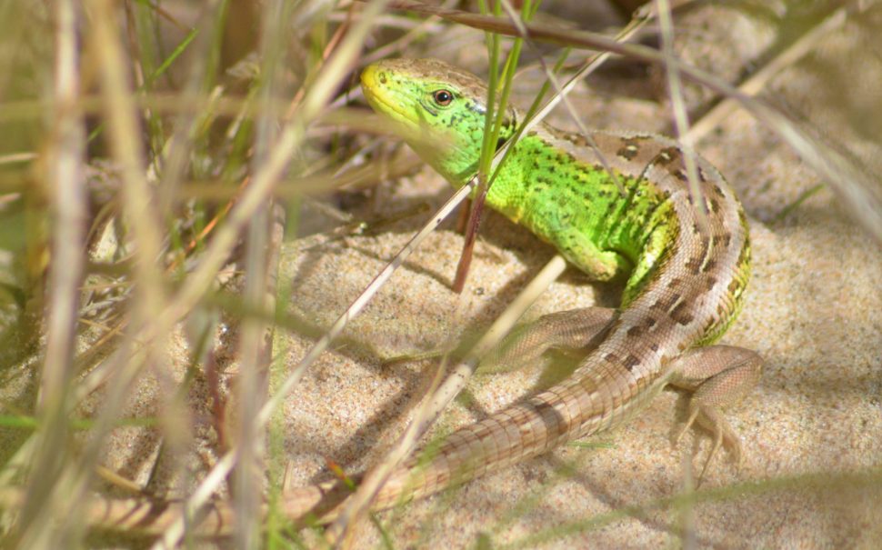 Sand lizard