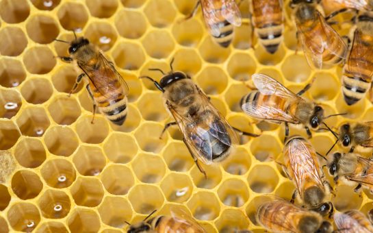 Bees on honeycomb