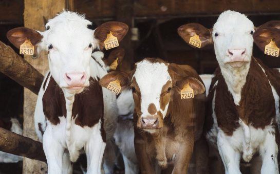 Three cows with tags in ears, by Annie Spratt on Unsplash. Free to use under the Unsplash Licence.