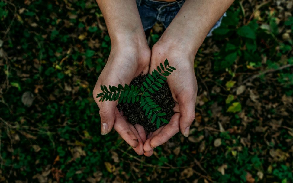 Person holding a plant in their hands